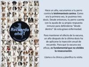 clínica, veterinaria, campaña, vacunación, económica, barata, descuento, esterilización, limpieza, dental, visitas, domicilio, madrid, centro, castración, revacunar clínica, veterinaria, campaña, vacunación, económica, barata, descuento, esterilización, limpieza, dental, visitas, domicilio, madrid, centro, castración, revacunar