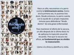 clínica, veterinaria, campaña, vacunación, económica, barata, descuento, esterilización, limpieza, dental, visitas, domicilio, madrid, centro, castración, revacunar